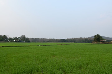 Off-season rice farming in the evening of farmers in Wiang Sa, Nan, Thailand