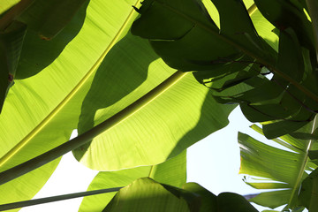 Banana leaves and banana stalks tropical banana garden background