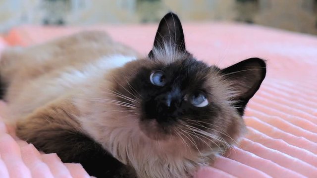 cute balinese siamese cat pet close up face with blue eyes, home.