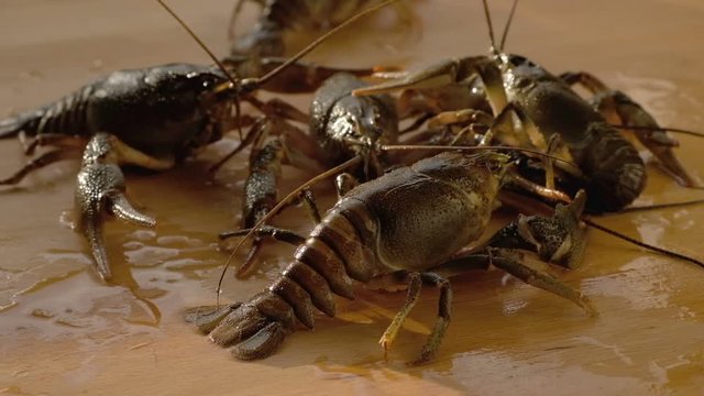 Life crawfish fish food freshwater for gourmet on kitchen , nature paw.