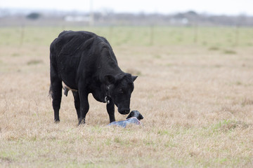 Cow give birth newborn calf on the grass