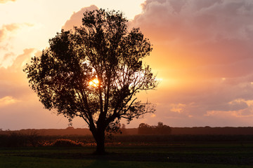 Fototapeta na wymiar albero al tramonto
