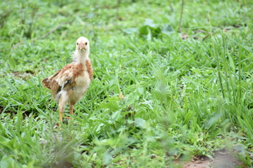 Baby chick standing in the grass in Vinales