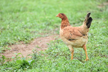 Chicken standing in the grass in Vinales