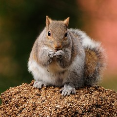 Naklejka na ściany i meble Western Gray Squirrel staling bird food