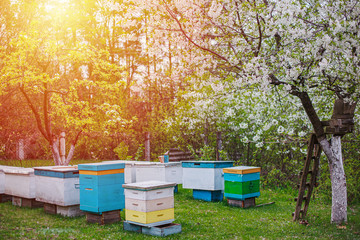 sunset over apiary in spring. Flowering cherry with pollen for development of bees in April. Primroses near hives with copper bees. Beekeeping like business.