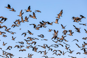 Large flock of Canadian gees against blue sky. Birds on migration above Hillsboro, Oregon