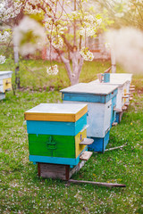 Beekeeping in spring in April. Preparing bees for honey harvest. Collect pollen from cherry blossoms in the garden at cottage.