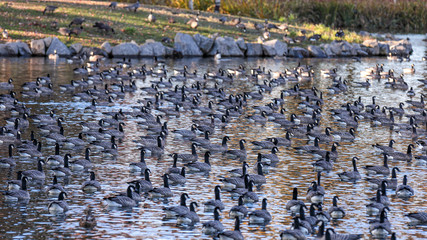 Large gaggle of geese resting in a pond of a park in Hillsboro, Oregon
