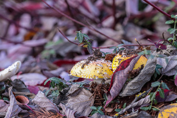 Large mushroom with yellow cap coming through fallen leaves.