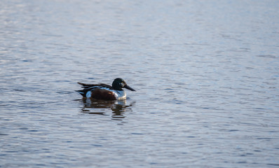 A picture of  Northern shoveler swiming in the lake.  Vancouver BC Canada