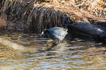 A picture of American coot perching on the rock in the creek.  Vancouver BC Canada 