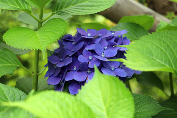 紫陽花