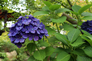 紫陽花