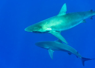 Galapagos shark, Oahu Hawaii
