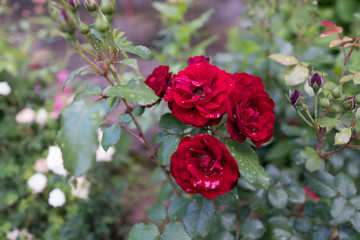 Red Roses on a bush in a garden