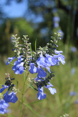 Blooms of wild blue sage, a threatened species in Illinois, in Morton Grove