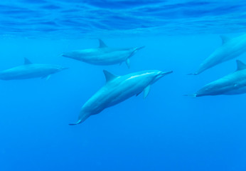 Wild Dolphins, Big Island Hawaii