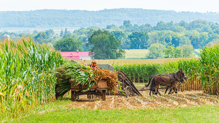 Amish country field agriculture, harvest, horse, farm, barn in Lancaster, PA US