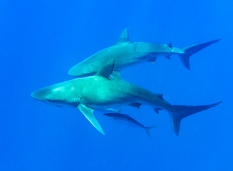 Galapagos shark, Oahu Hawaii