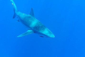 Galapagos shark, Oahu Hawaii