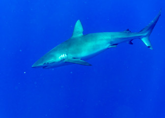 Galapagos shark, Oahu Hawaii