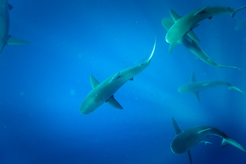Obraz premium Galapagos shark, Oahu Hawaii