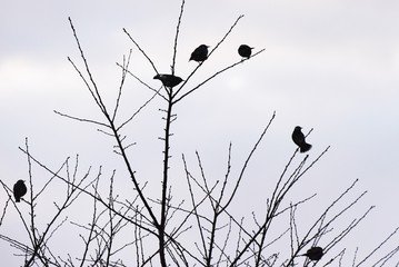 Starlings behave in groups and feed on plant seeds and insects. Its beak and legs are yellow.