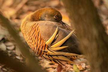 Plumed whistling duck, scientific name is Dendrocygna eytoni.