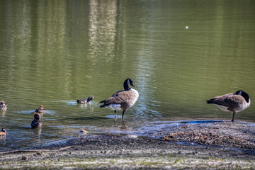 Beautiful purple wild flower white heron geese