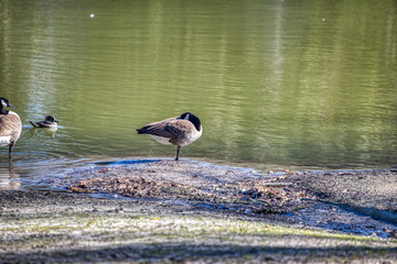 Beautiful purple wild flower white heron geese