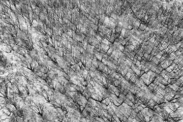 D BM Burnt woods BW top down