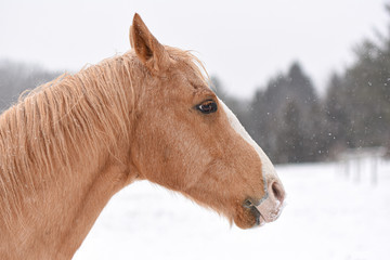 Obraz premium horse on a snowy winter day