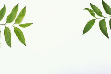 frame of green leaves neem 