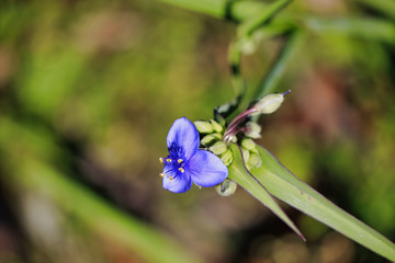 Beautiful Geeses in the wild