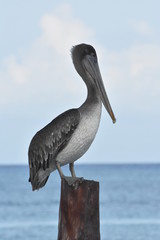 pelican