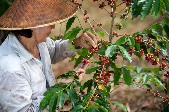 Female coffee farmers harvesting coffee berries by hand on a coffee farm in Vietnam, Asia