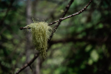 Lichen draped over tree branch