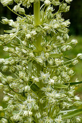 Green Gentian wildflower in bloom with white flowers in alpine meadow