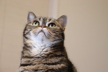 鼻ぺちゃ猫コピースペースアメリカンショートヘアー