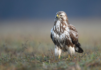 Common buzzard (Buteo buteo) close up
