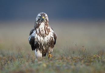 Common buzzard (Buteo buteo) close up