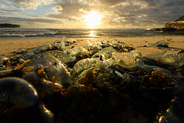 Blue Bottle jellyfish on the beach Sydney Australia
