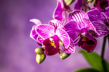Beautiful fresh Orchids with an artistic background