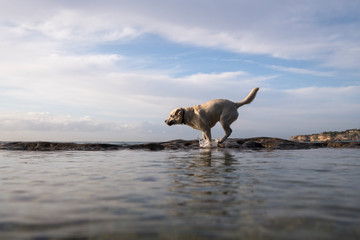 Dog by the sea, Sydney Australia