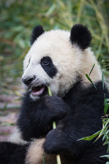 Fototapeta premium Giant panda, Ailuropoda melanoleuca, approximately 6-8 months old, eating bamboo.