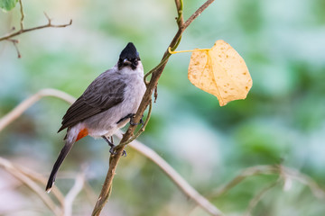 Sooty-headed bulbul