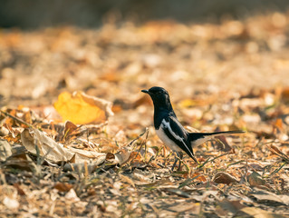 Bird standing on the ground