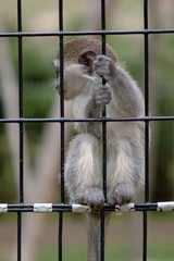 Monkey in a cage