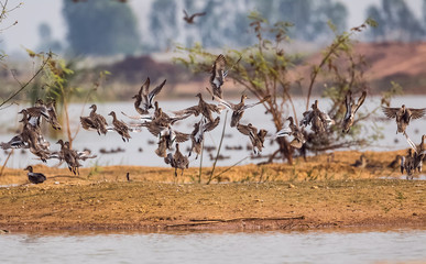 A bird flying
